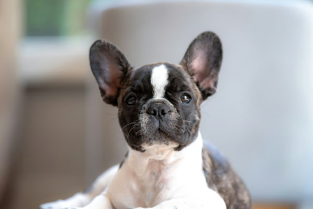 Tips Persiapan Adopsi Anjing Jenis French Bulldog. Foto: viralsumsel.com
