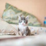 Usia Ideal Untuk Kitten Mulai Mencerna Makanan. Foto: viralsumsel.c