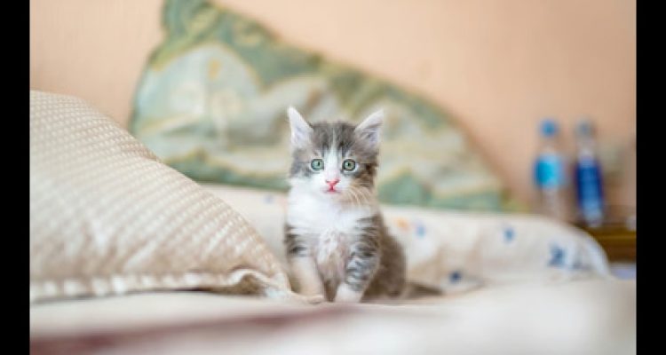 Usia Ideal Untuk Kitten Mulai Mencerna Makanan. Foto: viralsumsel.c