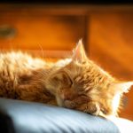 Durasi Ideal Kucing Dewasa Tidur. Foto: viralsumsel.com