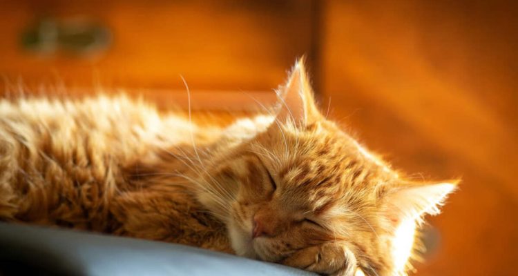 Durasi Ideal Kucing Dewasa Tidur. Foto: viralsumsel.com