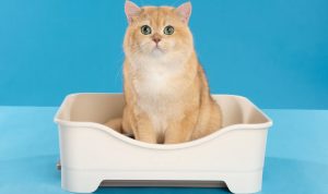 Rekomendasi Pasir Kucing Serap Bau di Ruangan Indoor. Foto: viralsumsel.com