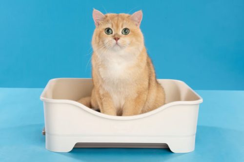 Rekomendasi Pasir Kucing Serap Bau di Ruangan Indoor. Foto: viralsumsel.com