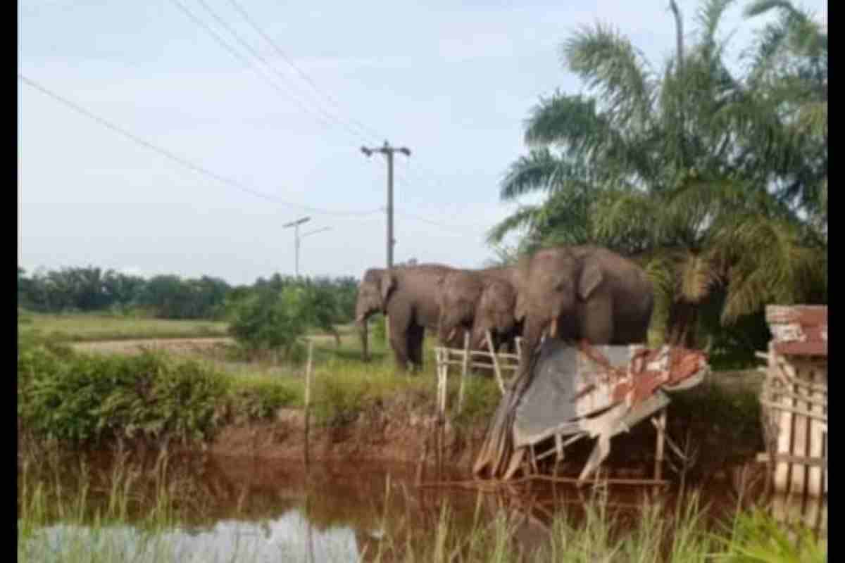 4 Gajah Liar Masuk Desa Jalur 24 di OKI, Warga Berjaga Semalaman
