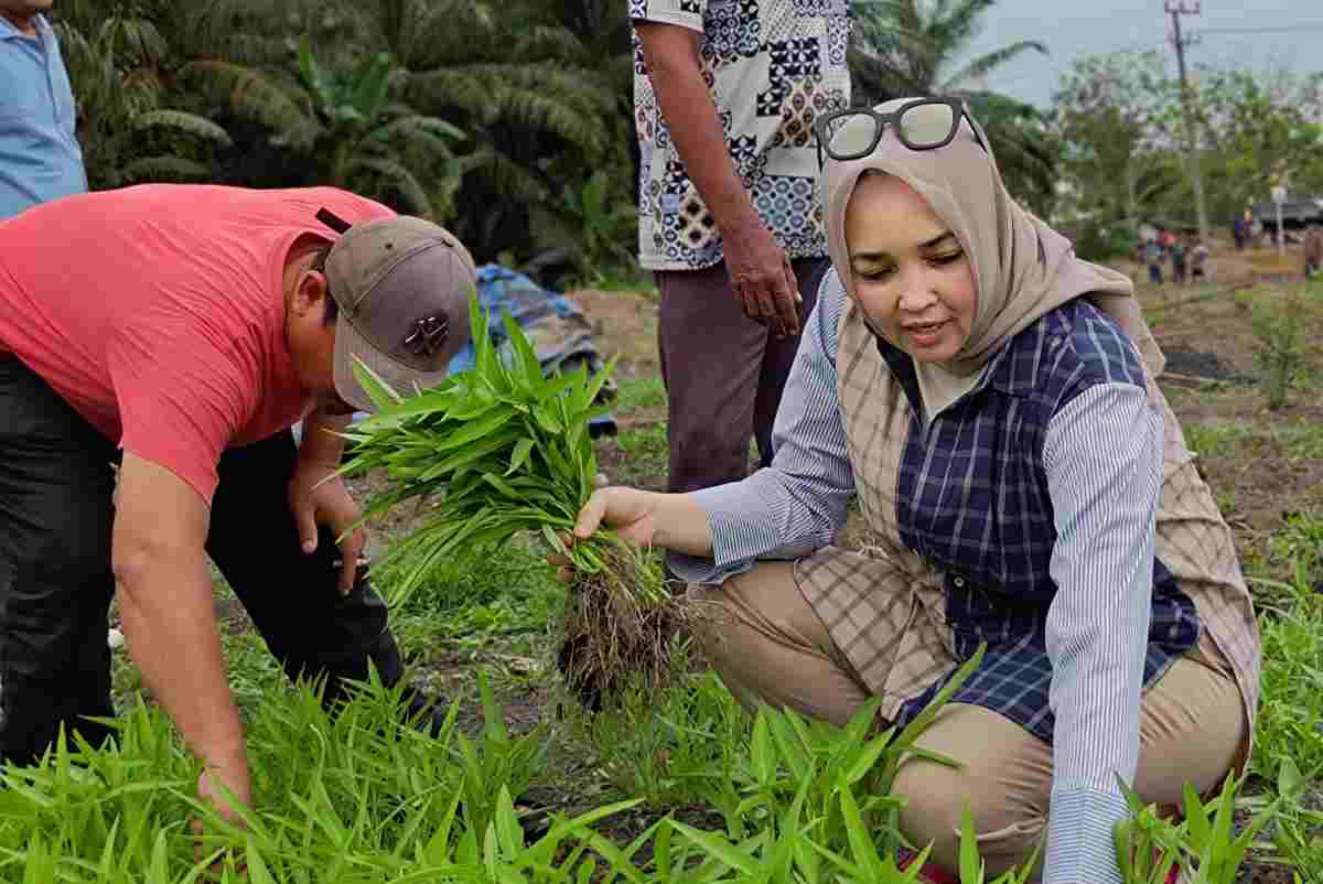 Anggota DPD RI Hj Eva Susanti Serap Aspirasi Petani di Ogan Ilir, Warga Curhat Pupuk Subsidi hingga Infrastruktur Desa yang Rusak