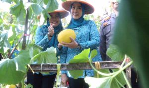 Ketua TP PKK Sumsel Feby Herman Deru Panen Melon Binaan PKK OKU, Dorong Ketahanan Pangan dan Ekonomi Masyarakat Ketua TP PKK Sumsel Feby Herman Deru Panen Melon Binaan PKK OKU, Dorong Ketahanan Pangan dan Ekonomi Masyarakat