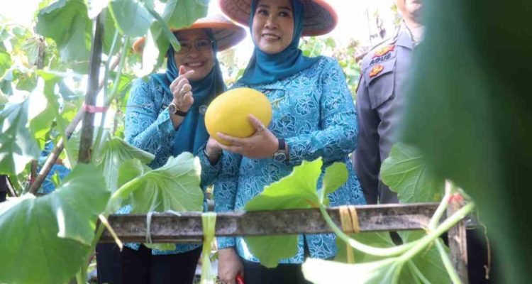 Ketua TP PKK Sumsel Feby Herman Deru Panen Melon Binaan PKK OKU, Dorong Ketahanan Pangan dan Ekonomi Masyarakat