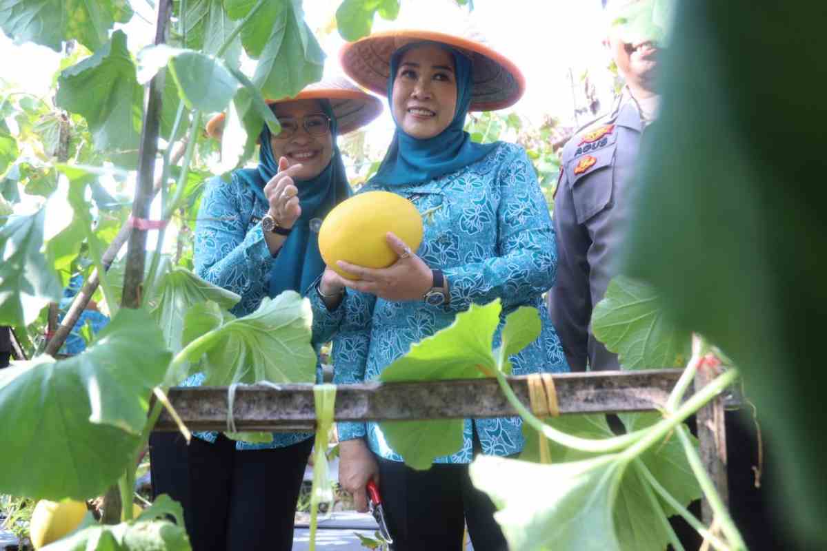 Ketua TP PKK Sumsel Feby Herman Deru Panen Melon Binaan PKK OKU, Dorong Ketahanan Pangan dan Ekonomi Masyarakat