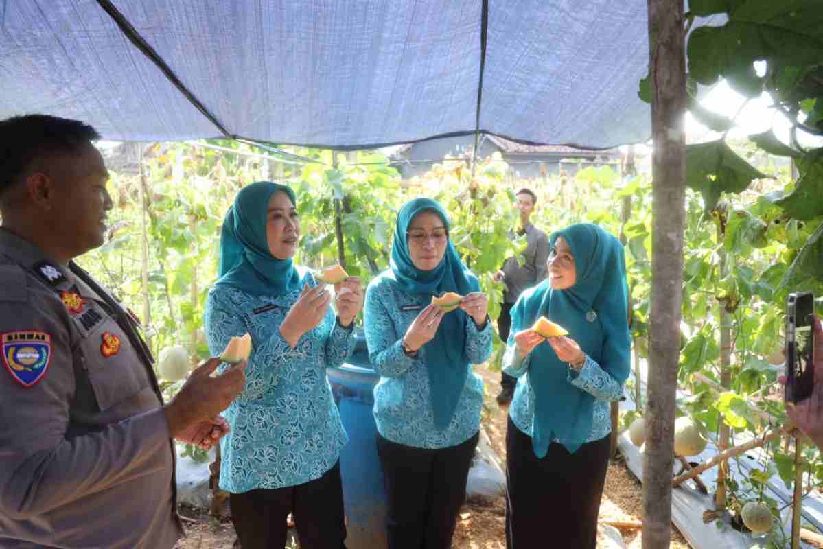 Ketua TP PKK Sumsel Febrita Lustia HD melakukan panen melon di kebun binaan PKK OKU di Baturaja Timur. Program ini mendukung ketahanan pangan dan pemberdayaan ekonomi masyarakat berbasis pertanian.