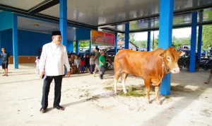 Bupati Muba Tinjau Penyembelihan Kurban di Sungai Angit, Dua Sapi Limosin Diserahkan untuk Warga