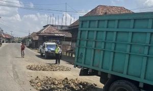 Gotong Royong Perbaiki Jalan Nasional di Sanga Desa, Bupati Toha Dorong Kolaborasi Percepat Penanganan Infrastruktur