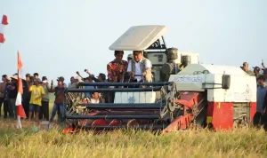 Panen Raya TNI di OKI, Herman Deru Optimistis Sumsel Capai Target 5 Juta Ton Produksi Pangan pada 2029 Panen Raya TNI di OKI, Herman Deru Optimistis Sumsel Capai Target 5 Juta Ton Produksi Pangan pada 2029