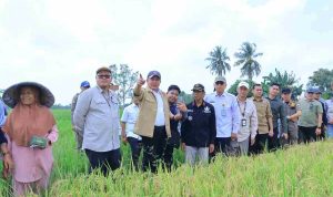 Gubernur Herman Deru Pimpin Panen Raya IP 200 di Ogan Ilir, Targetkan Produksi Gabah Sumsel Capai 5 Juta Ton Gubernur Herman Deru Pimpin Panen Raya IP 200 di Ogan Ilir, Targetkan Produksi Gabah Sumsel Capai 5 Juta Ton