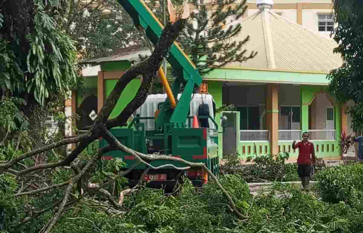 Pemkab Muba Gerak Cepat Amankan Siswa SMAN 2 Sekayu dari Ancaman Pohon Tua Rawan Tumbang