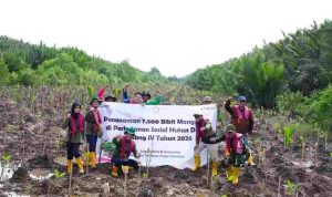 Kilang Plaju Perkuat Konservasi Lingkungan, dari Rusa Sambar hingga 21 Ribu Mangrove Kilang Plaju Perkuat Konservasi Lingkungan, dari Rusa Sambar hingga 21 Ribu Mangrove