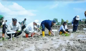 Tanam Serentak Kecamatan muara Kuang, Dorong Produksi Padi dan Jaga Stabilitas Harga Beras Tanam Padi Serentak di Muara Kuang, Dorong Produksi dan Stabilitas Harga Beras