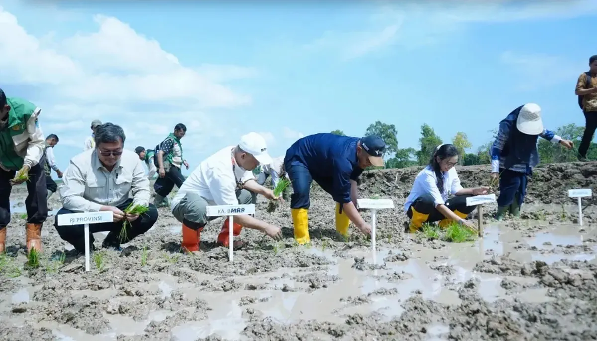 Tanam Padi Serentak di Muara Kuang, Dorong Produksi dan Stabilitas Harga Beras
